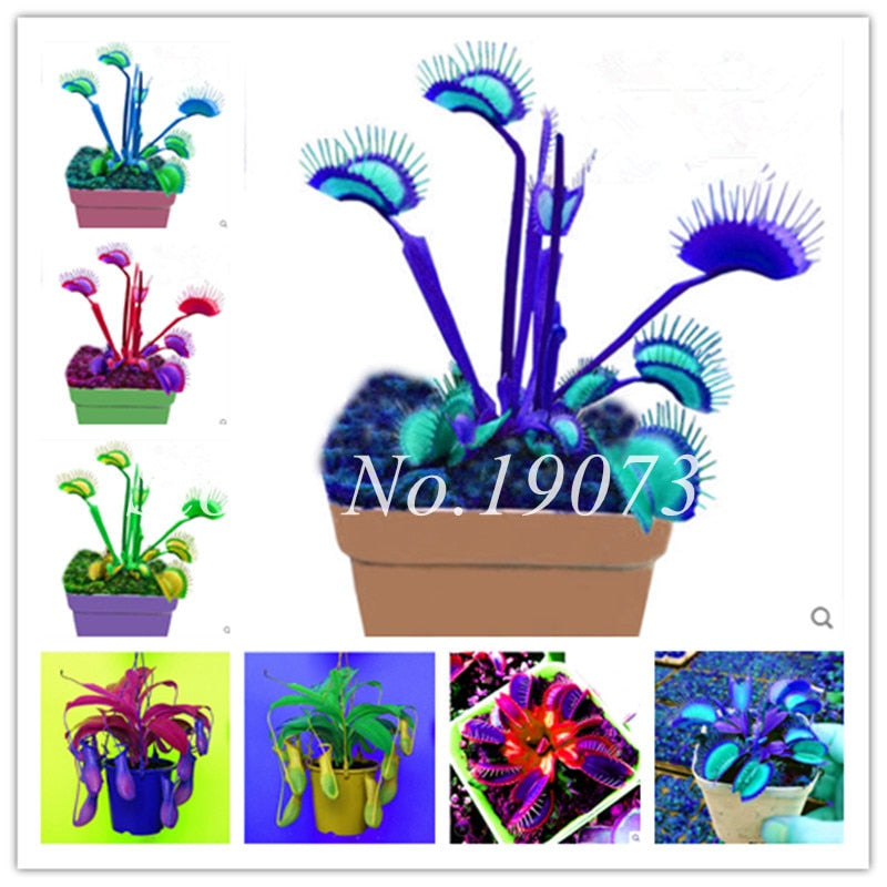 Bonsai 100 Pcs/Bag Rare Flycatcher Potted Mixed Insectivorous Bonsai Plant Dionaea Muscipula Giant Clip Venus Flytrap Free Ship