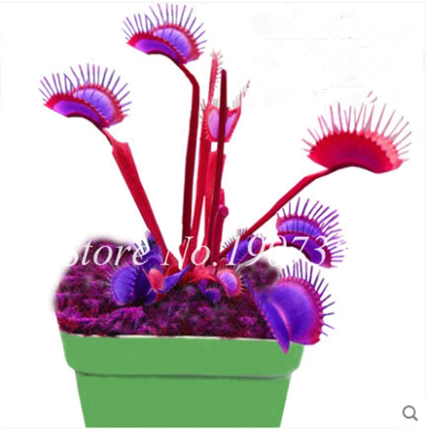Bonsai 100 Pcs/Bag Rare Flycatcher Potted Mixed Insectivorous Bonsai Plant Dionaea Muscipula Giant Clip Venus Flytrap Free Ship