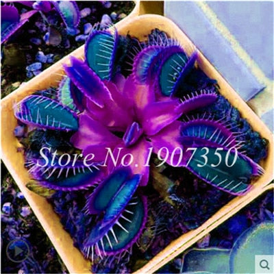 Bonsai 100 Pcs/Bag Rare Flycatcher Potted Mixed Insectivorous Bonsai Plant Dionaea Muscipula Giant Clip Venus Flytrap Free Ship