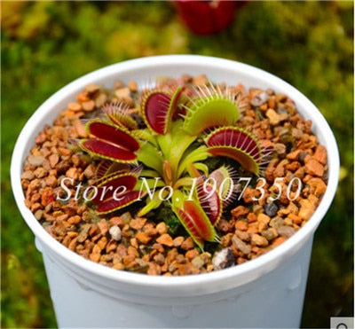 Bonsai 100 Pcs/Bag Rare Flycatcher Potted Mixed Insectivorous Bonsai Plant Dionaea Muscipula Giant Clip Venus Flytrap Free Ship