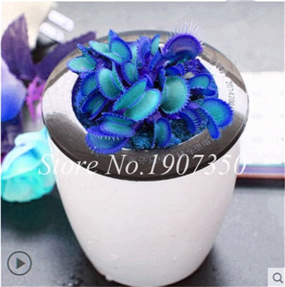 Bonsai 100 Pcs/Bag Rare Flycatcher Potted Mixed Insectivorous Bonsai Plant Dionaea Muscipula Giant Clip Venus Flytrap Free Ship