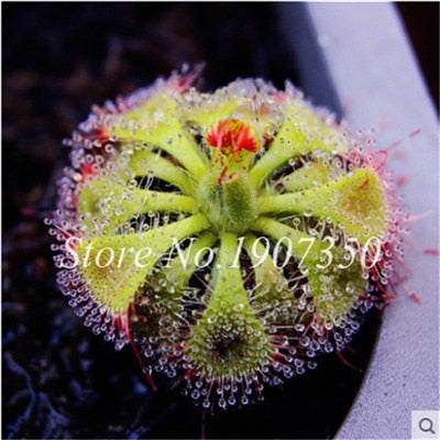 Bonsai 100 Pcs/Bag Rare Flycatcher Potted Mixed Insectivorous Bonsai Plant Dionaea Muscipula Giant Clip Venus Flytrap Free Ship