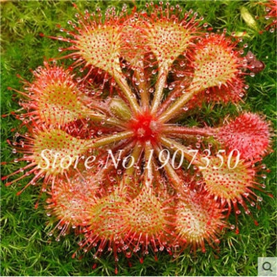 Bonsai 100 Pcs/Bag Rare Flycatcher Potted Mixed Insectivorous Bonsai Plant Dionaea Muscipula Giant Clip Venus Flytrap Free Ship