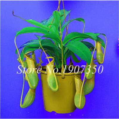 Bonsai 100 Pcs/Bag Rare Flycatcher Potted Mixed Insectivorous Bonsai Plant Dionaea Muscipula Giant Clip Venus Flytrap Free Ship