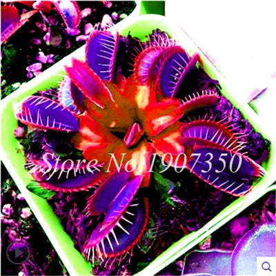 Bonsai 100 Pcs/Bag Rare Flycatcher Potted Mixed Insectivorous Bonsai Plant Dionaea Muscipula Giant Clip Venus Flytrap Free Ship