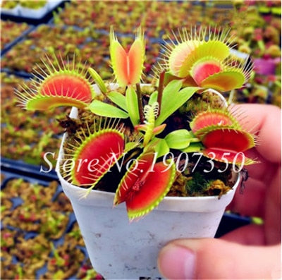 Bonsai 100 Pcs/Bag Rare Flycatcher Potted Mixed Insectivorous Bonsai Plant Dionaea Muscipula Giant Clip Venus Flytrap Free Ship