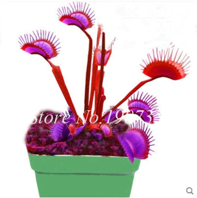Bonsai 100 Pcs/Bag Rare Flycatcher Potted Mixed Insectivorous Bonsai Plant Dionaea Muscipula Giant Clip Venus Flytrap Free Ship