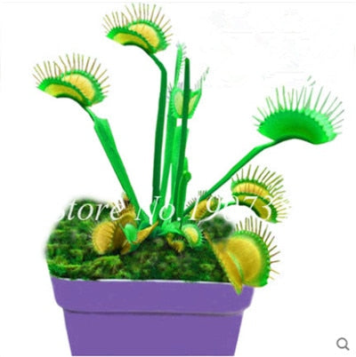 Bonsai 100 Pcs/Bag Rare Flycatcher Potted Mixed Insectivorous Bonsai Plant Dionaea Muscipula Giant Clip Venus Flytrap Free Ship