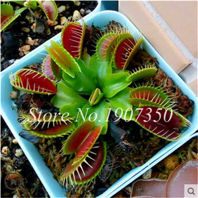 Bonsai 100 Pcs/Bag Rare Flycatcher Potted Mixed Insectivorous Bonsai Plant Dionaea Muscipula Giant Clip Venus Flytrap Free Ship