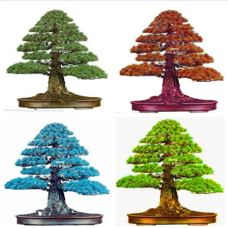 Details about 100PCS Rare Tree bonsais Bonsai Plant JAPANESE Cedar
