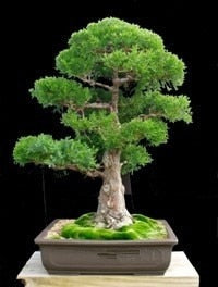 Details about 100PCS Rare Tree bonsais Bonsai Plant JAPANESE Cedar