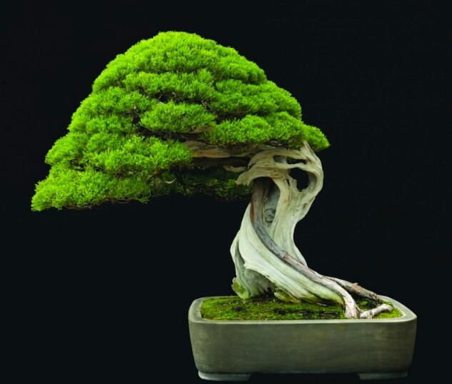 Details about 100PCS Rare Tree bonsais Bonsai Plant JAPANESE Cedar
