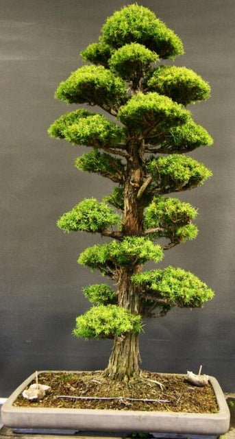 Details about 100PCS Rare Tree bonsais Bonsai Plant JAPANESE Cedar