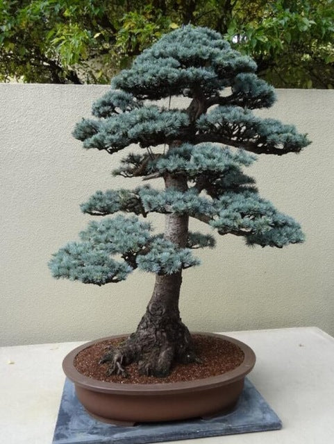 Details about 100PCS Rare Tree bonsais Bonsai Plant JAPANESE Cedar