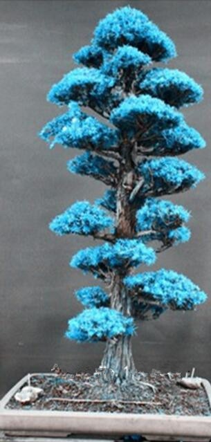 Details about 100PCS Rare Tree bonsais Bonsai Plant JAPANESE Cedar