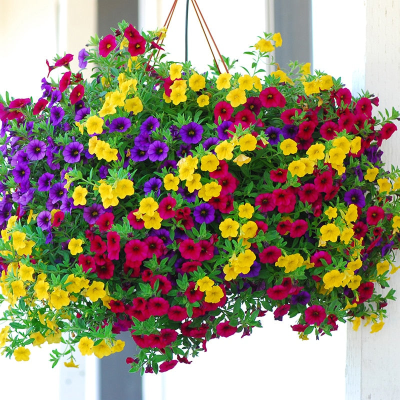 Heirloom Hanging Petunia Mixed bonsais(100 pcs),rare variety, hardy ,Very Beautiful Garden Flowers Light Up Your Garden