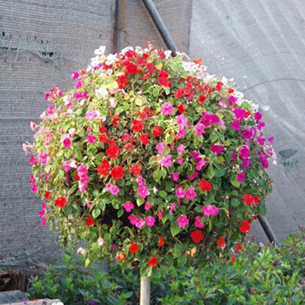Heirloom Hanging Petunia Mixed bonsais(100 pcs),rare variety, hardy ,Very Beautiful Garden Flowers Light Up Your Garden