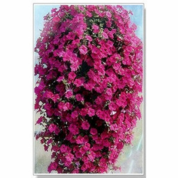 Heirloom Hanging Petunia Mixed bonsais(100 pcs),rare variety, hardy ,Very Beautiful Garden Flowers Light Up Your Garden