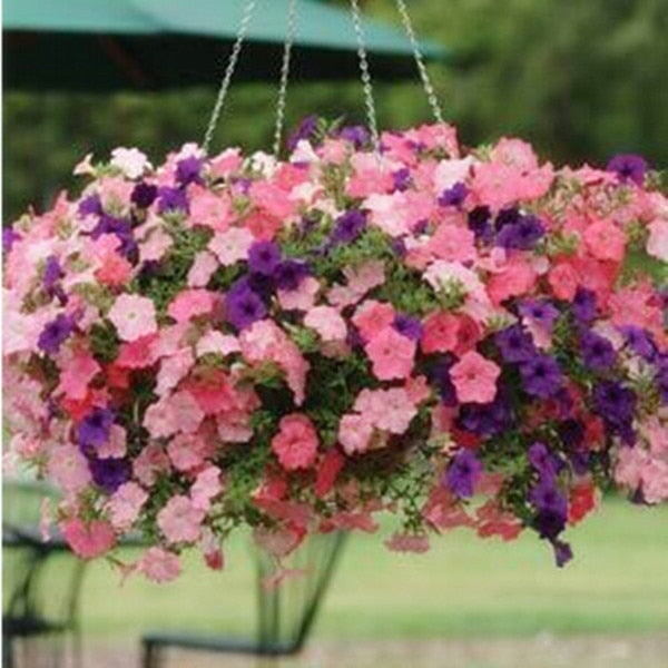 Heirloom Hanging Petunia Mixed bonsais(100 pcs),rare variety, hardy ,Very Beautiful Garden Flowers Light Up Your Garden