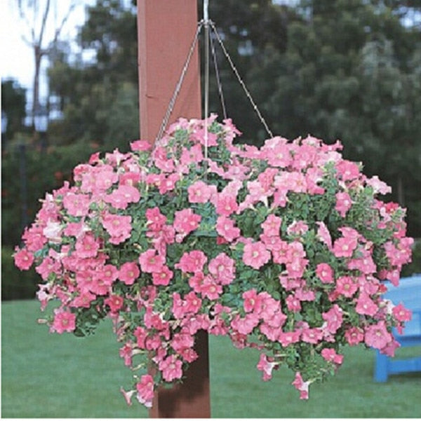 Heirloom Hanging Petunia Mixed bonsais(100 pcs),rare variety, hardy ,Very Beautiful Garden Flowers Light Up Your Garden