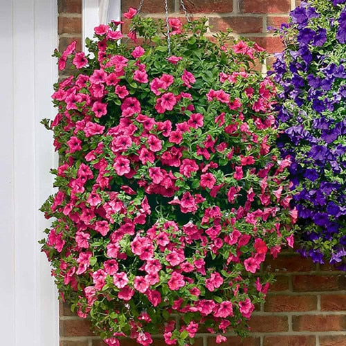 Heirloom Hanging Petunia Mixed bonsais(100 pcs),rare variety, hardy ,Very Beautiful Garden Flowers Light Up Your Garden