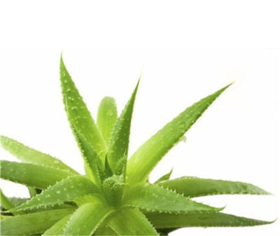 Sale !50 Pcs Green Aloe Vera Plants Edible Beauty Edible Cosmetic Vegetables And Fruit Bonsai Herb Tree Plants For Home & Garden