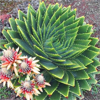 Sale !50 Pcs Green Aloe Vera Plants Edible Beauty Edible Cosmetic Vegetables And Fruit Bonsai Herb Tree Plants For Home & Garden