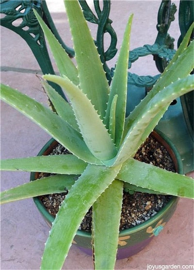 Sale !50 Pcs Green Aloe Vera Plants Edible Beauty Edible Cosmetic Vegetables And Fruit Bonsai Herb Tree Plants For Home & Garden