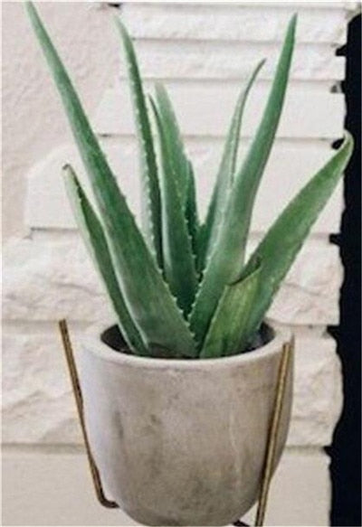 Sale !50 Pcs Green Aloe Vera Plants Edible Beauty Edible Cosmetic Vegetables And Fruit Bonsai Herb Tree Plants For Home & Garden