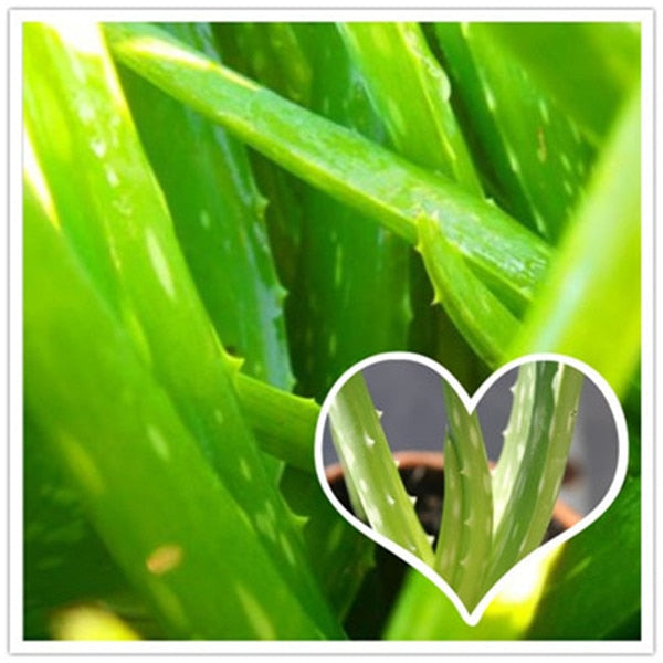 Sale !50 Pcs Green Aloe Vera Plants Edible Beauty Edible Cosmetic Vegetables And Fruit Bonsai Herb Tree Plants For Home & Garden