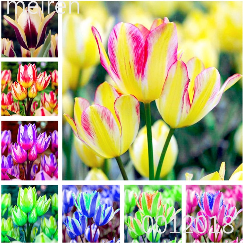 100 Pcs Bonsai Mixed Tulip Plants, flowers seedling outdoor, Semenata of flowers perennial, Planting Simple for Home & Garden