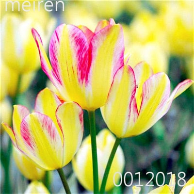 100 Pcs Bonsai Mixed Tulip Plants, flowers seedling outdoor, Semenata of flowers perennial, Planting Simple for Home & Garden