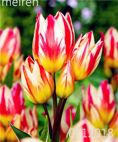 100 Pcs Bonsai Mixed Tulip Plants, flowers seedling outdoor, Semenata of flowers perennial, Planting Simple for Home & Garden