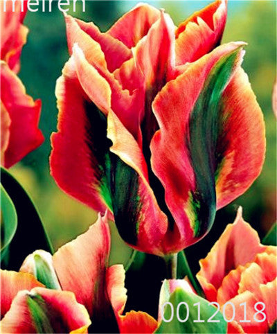 100 Pcs Bonsai Mixed Tulip Plants, flowers seedling outdoor, Semenata of flowers perennial, Planting Simple for Home & Garden