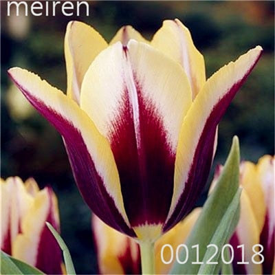 100 Pcs Bonsai Mixed Tulip Plants, flowers seedling outdoor, Semenata of flowers perennial, Planting Simple for Home & Garden
