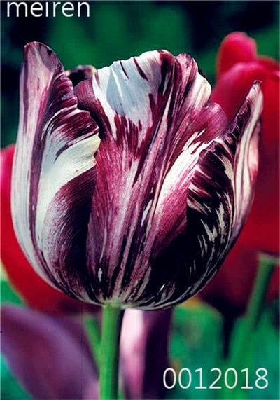100 Pcs Bonsai Mixed Tulip Plants, flowers seedling outdoor, Semenata of flowers perennial, Planting Simple for Home & Garden