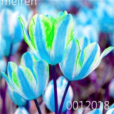 100 Pcs Bonsai Mixed Tulip Plants, flowers seedling outdoor, Semenata of flowers perennial, Planting Simple for Home & Garden