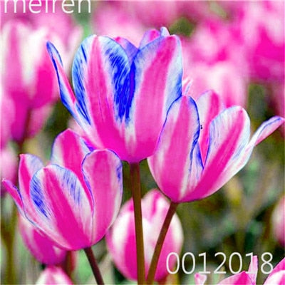 100 Pcs Bonsai Mixed Tulip Plants, flowers seedling outdoor, Semenata of flowers perennial, Planting Simple for Home & Garden