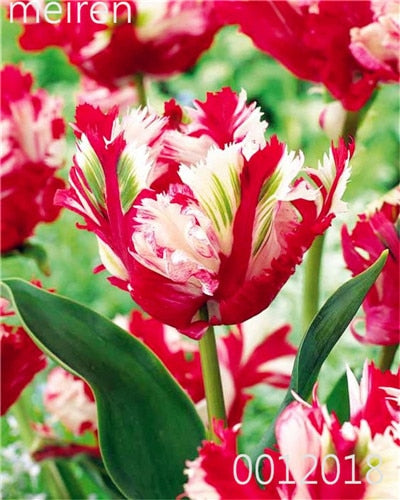 100 Pcs Bonsai Mixed Tulip Plants, flowers seedling outdoor, Semenata of flowers perennial, Planting Simple for Home & Garden