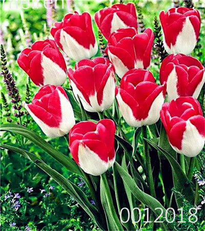 100 Pcs Bonsai Mixed Tulip Plants, flowers seedling outdoor, Semenata of flowers perennial, Planting Simple for Home & Garden
