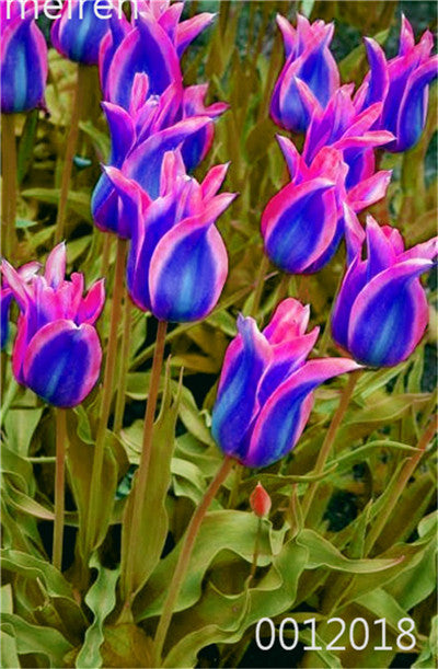 100 Pcs Bonsai Mixed Tulip Plants, flowers seedling outdoor, Semenata of flowers perennial, Planting Simple for Home & Garden