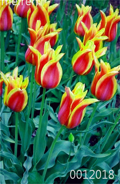 100 Pcs Bonsai Mixed Tulip Plants, flowers seedling outdoor, Semenata of flowers perennial, Planting Simple for Home & Garden