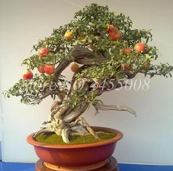 50pcs / bag Red Pomegranate Fruit Home Plant Outdoor Delicious Fruta Tree Bonsai Very Big &Sweet for Home Garden Planting