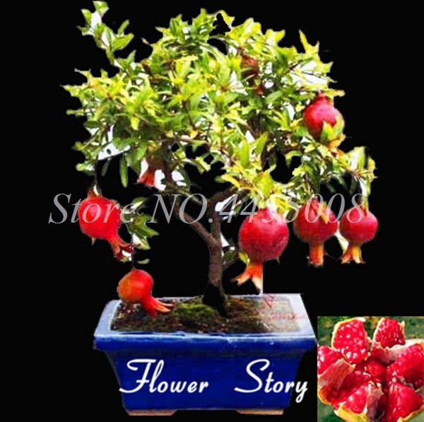 50pcs / bag Red Pomegranate Fruit Home Plant Outdoor Delicious Fruta Tree Bonsai Very Big &Sweet for Home Garden Planting