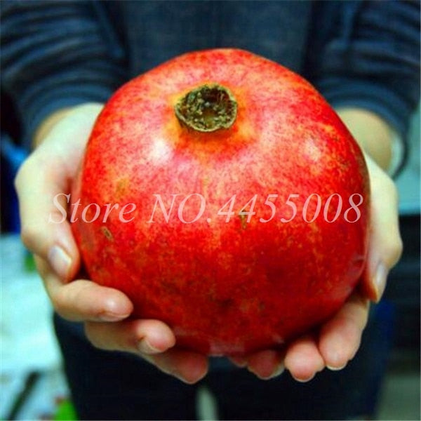 50pcs / bag Red Pomegranate Fruit Home Plant Outdoor Delicious Fruta Tree Bonsai Very Big &Sweet for Home Garden Planting