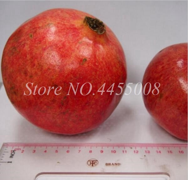 50pcs / bag Red Pomegranate Fruit Home Plant Outdoor Delicious Fruta Tree Bonsai Very Big &Sweet for Home Garden Planting