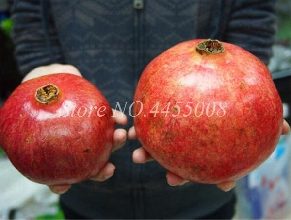 50pcs / bag Red Pomegranate Fruit Home Plant Outdoor Delicious Fruta Tree Bonsai Very Big &Sweet for Home Garden Planting