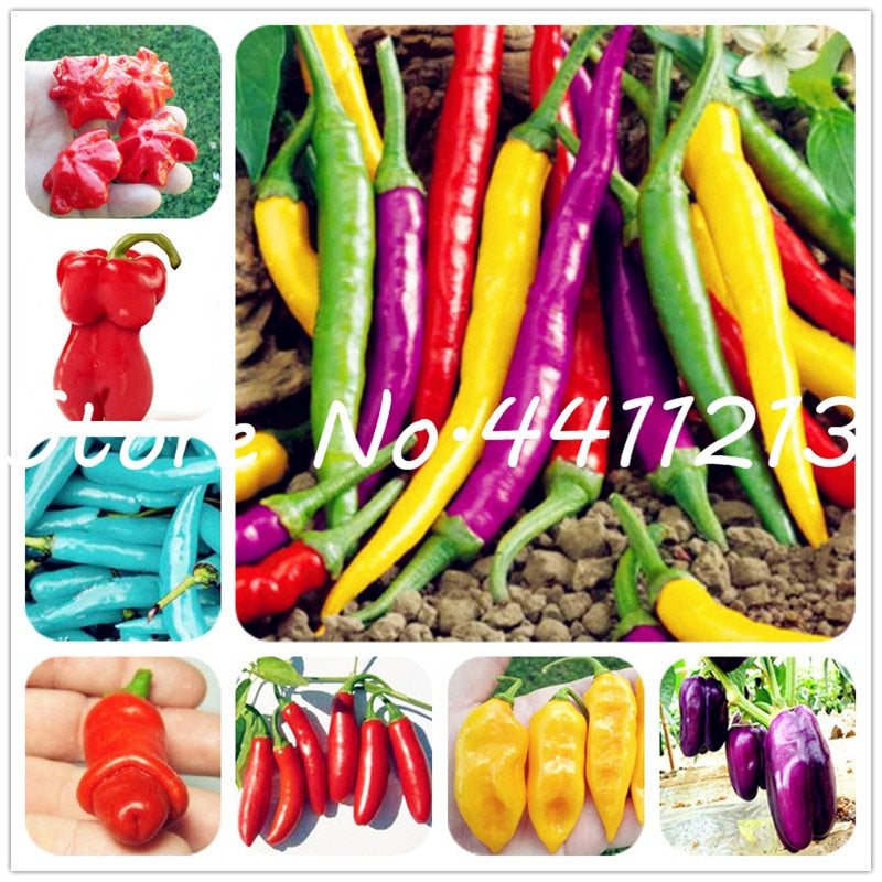 200Pcs Vegetable fruit pepper Bonsai, Giant chili plants + sweet pepper + Carolina Reaper" + hot chilli bonsai plant potted