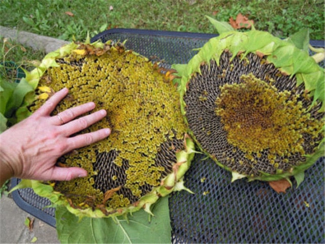 20pcs "8 Feet Tall" Sunflower bonsai Easy To Grow Annual Giant Novel Blooming Plants Home Garden * bonsai Free Shipping