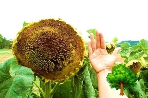 20pcs "8 Feet Tall" Sunflower bonsai Easy To Grow Annual Giant Novel Blooming Plants Home Garden * bonsai Free Shipping